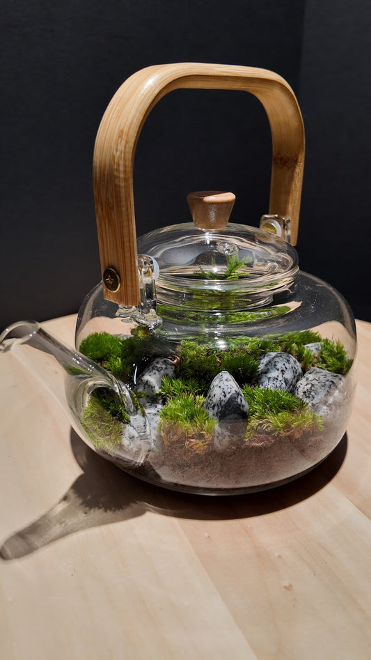 Terrarium #8