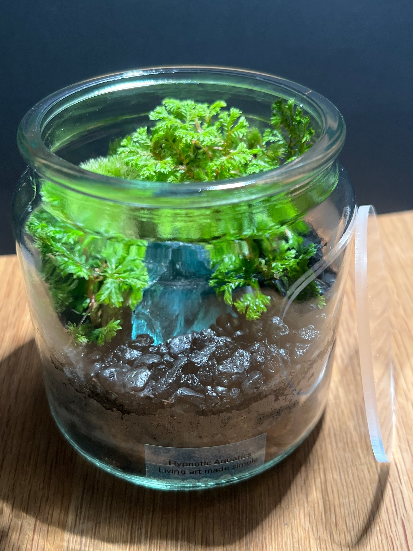 Terrarium 507