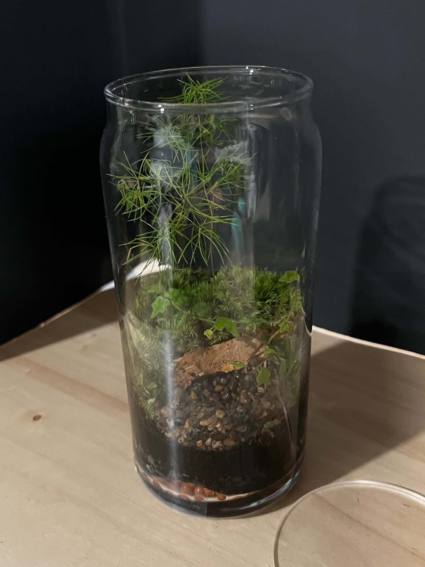 Terrarium 809
