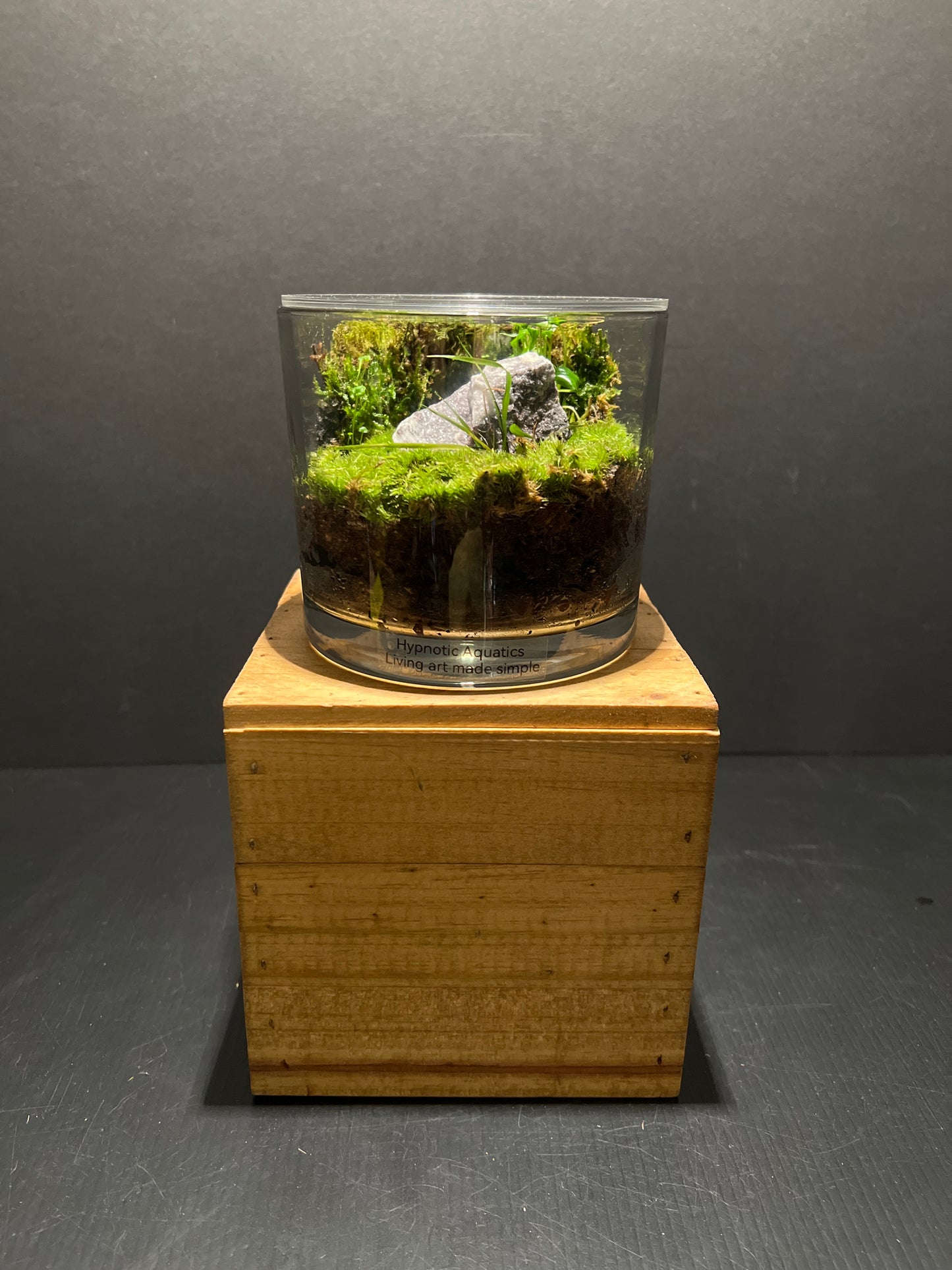 Terrarium #53