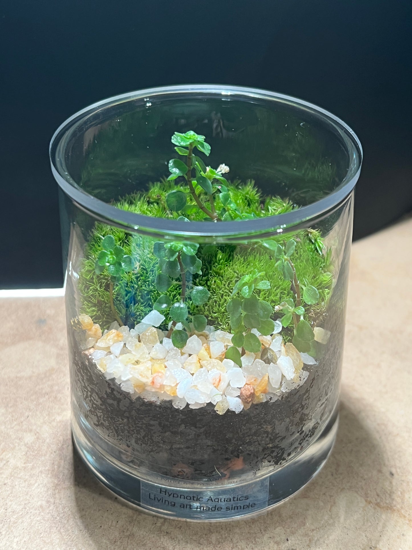 Terrarium 853