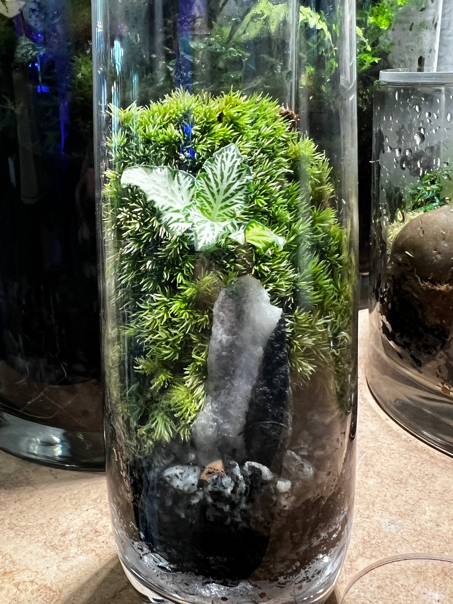 Terrarium 835