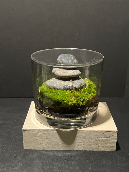 Terrarium 237