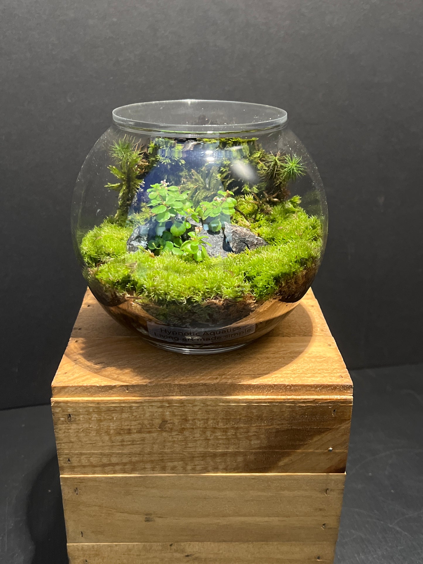 Terrarium #153