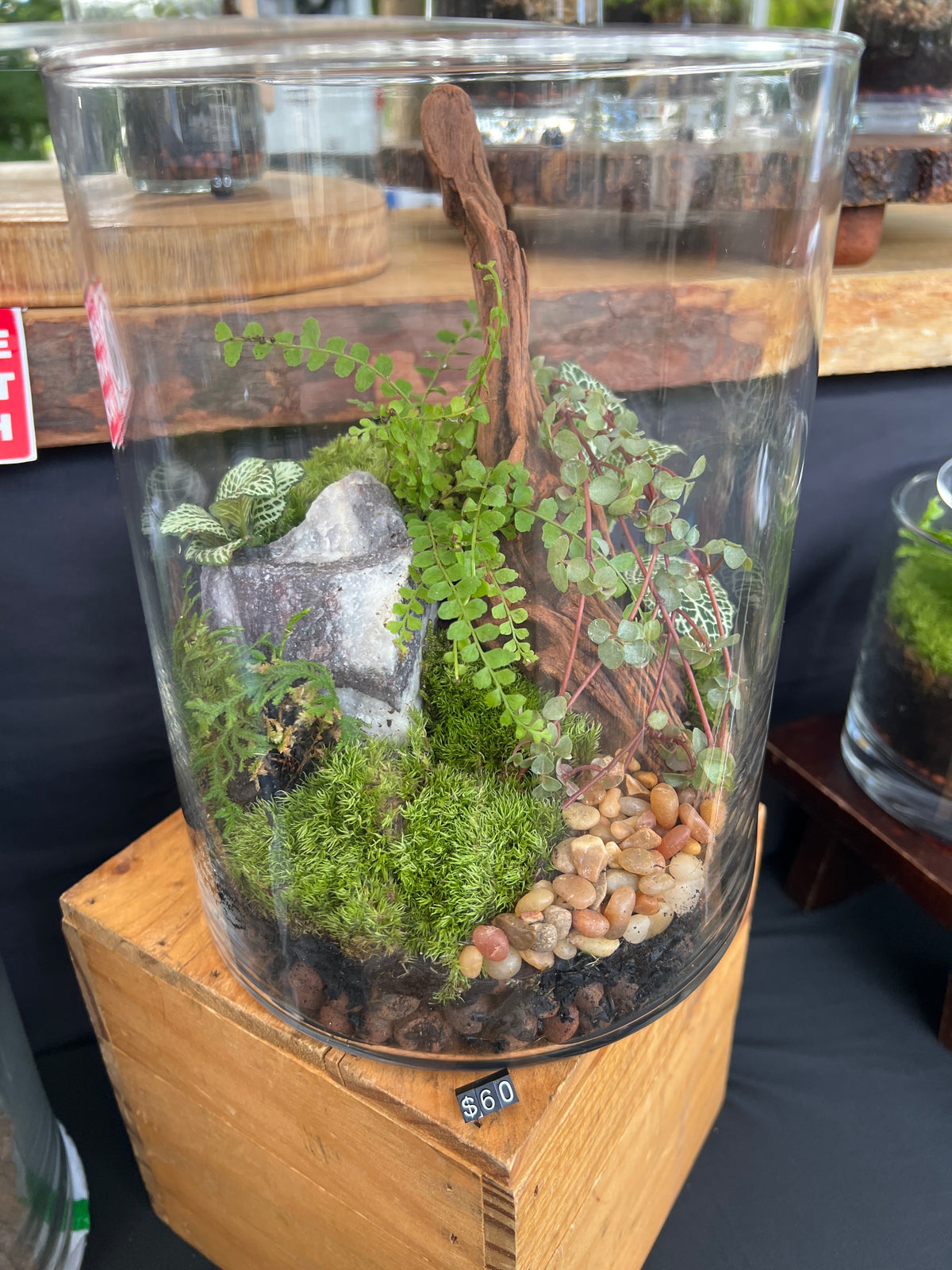Terrarium 935