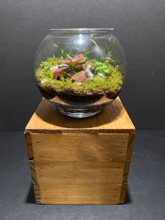 Terrarium #74