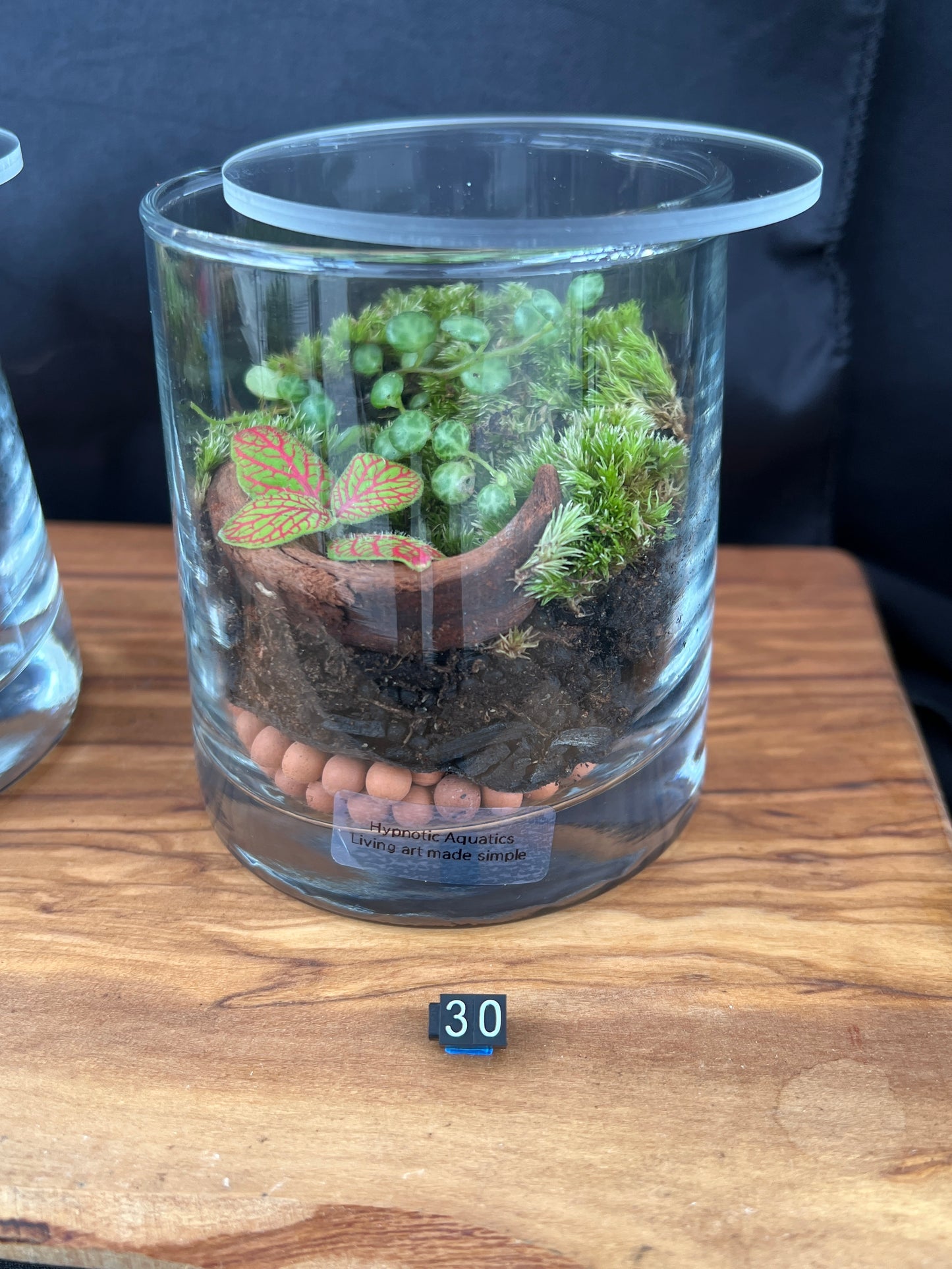 Terrarium 885