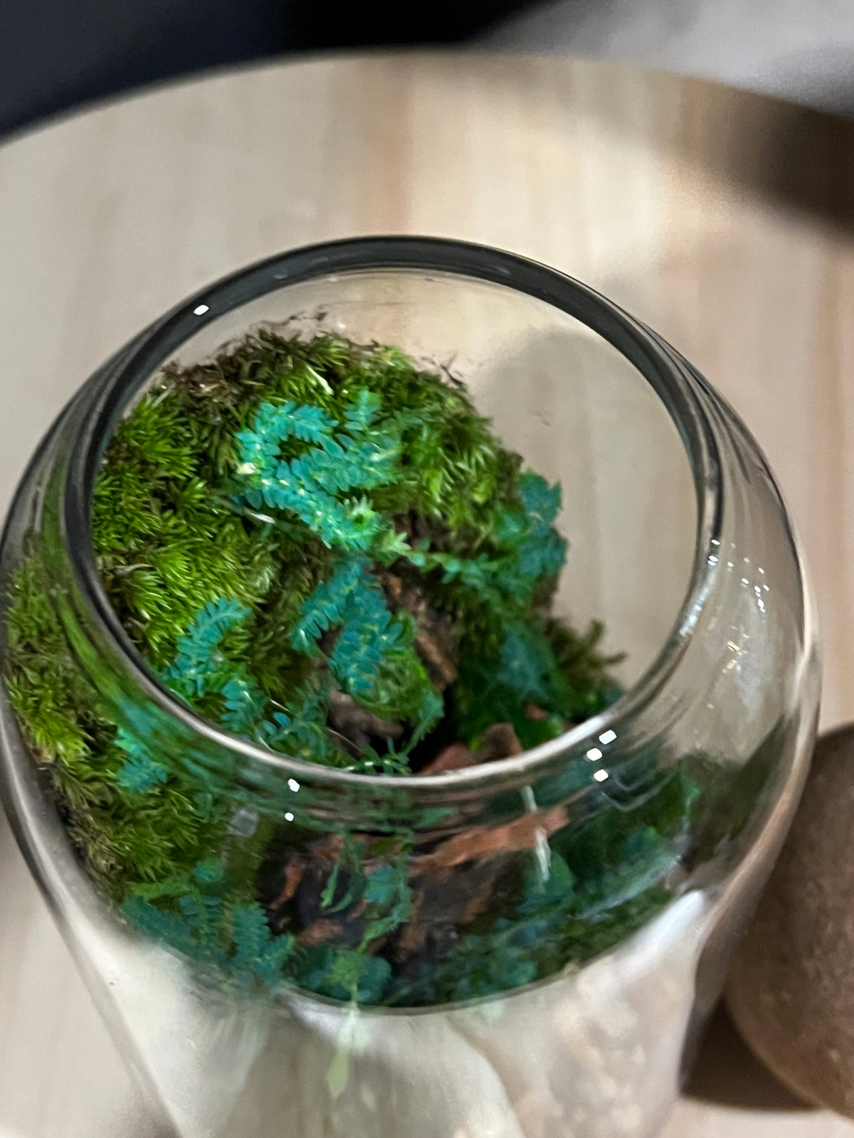 Terrarium 955