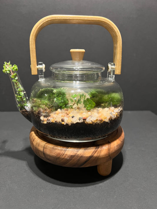 Terrarium 365