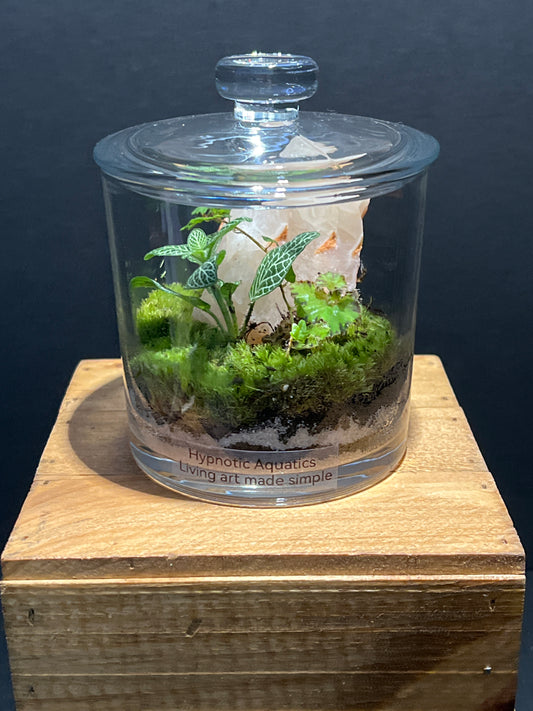 Terrarium #142