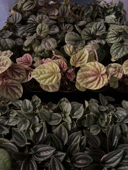 Live Plants: Peperomia Mix