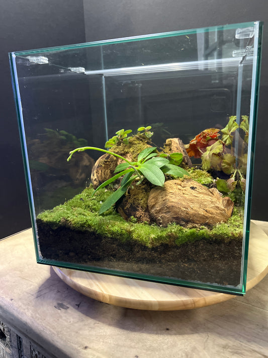 Terrarium #48
