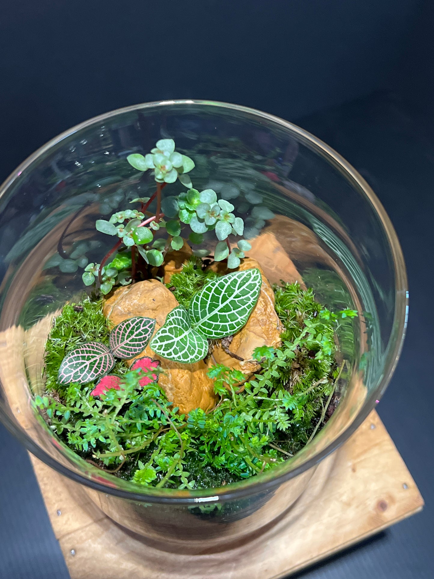 Terrarium #33