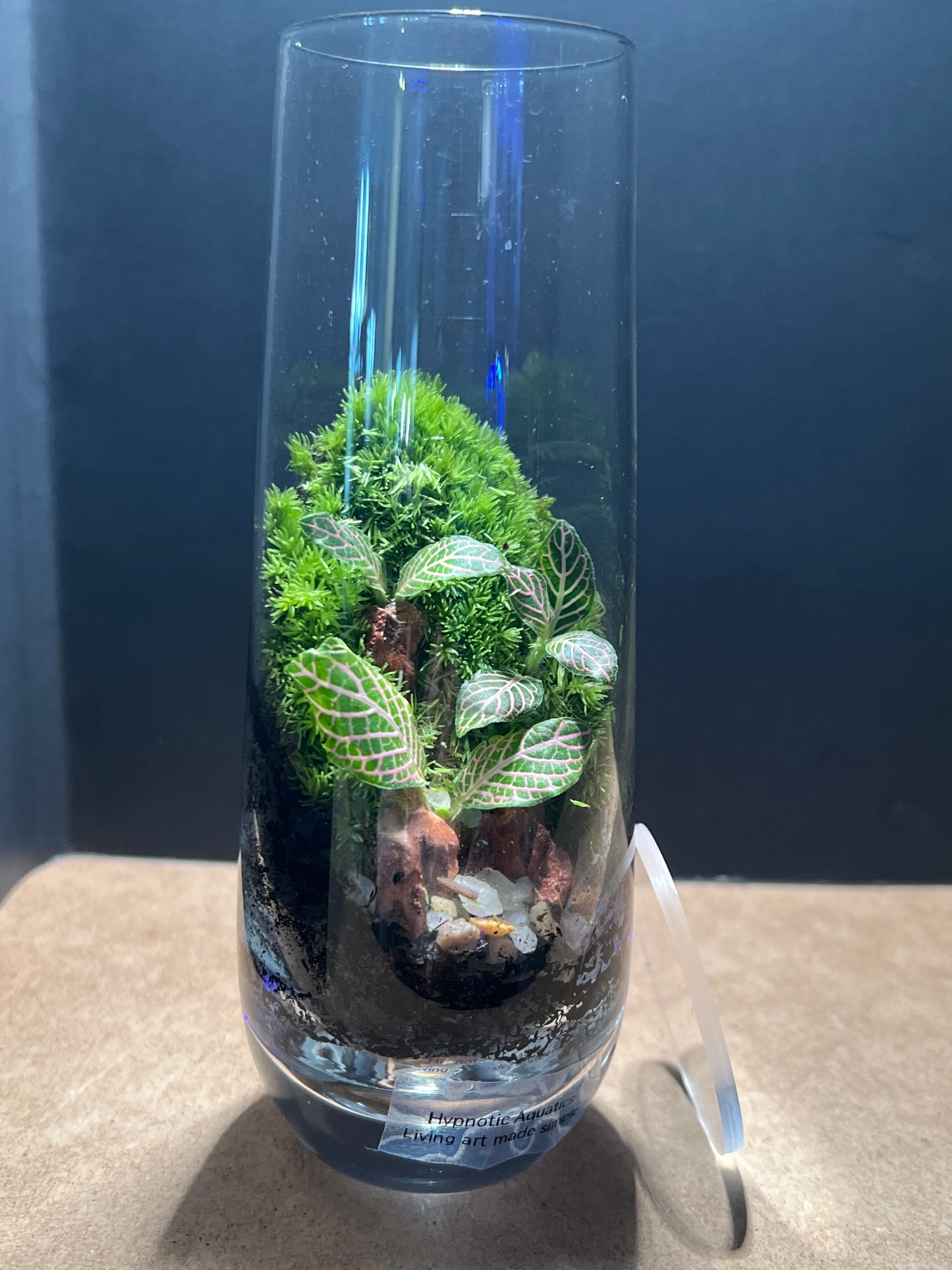 Terrarium 541