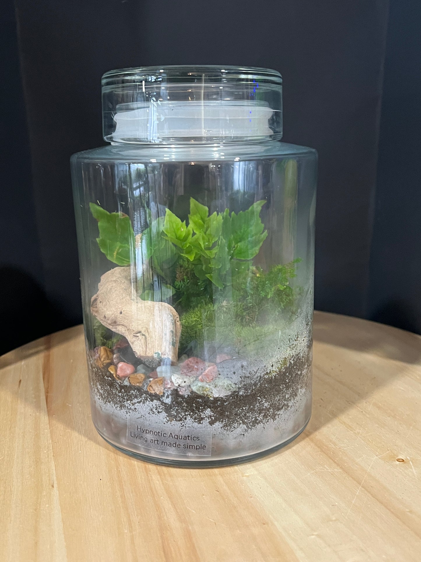 Terrarium 902
