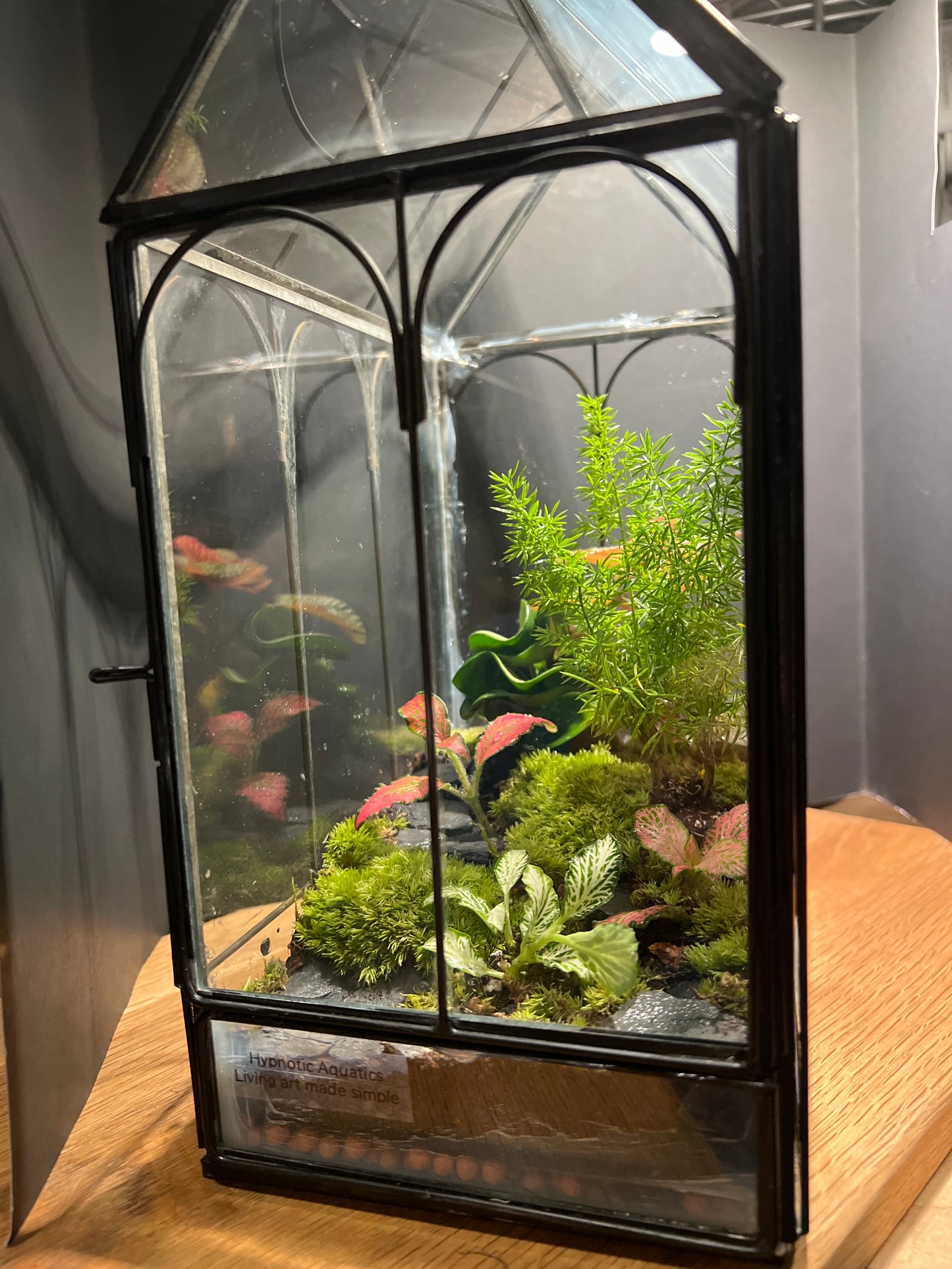 Terrarium 539