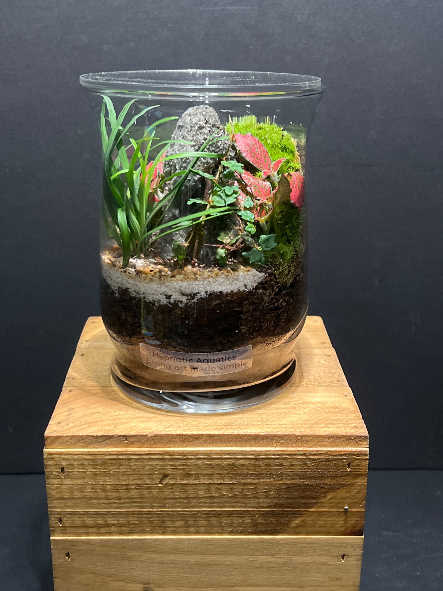 Terrarium #129