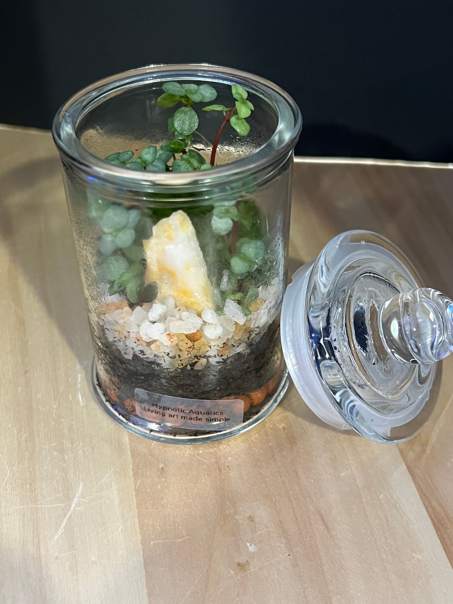 Terrarium 817