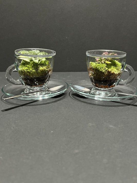 Terrarium 363 (set of 2 cups/saucer/spoon)