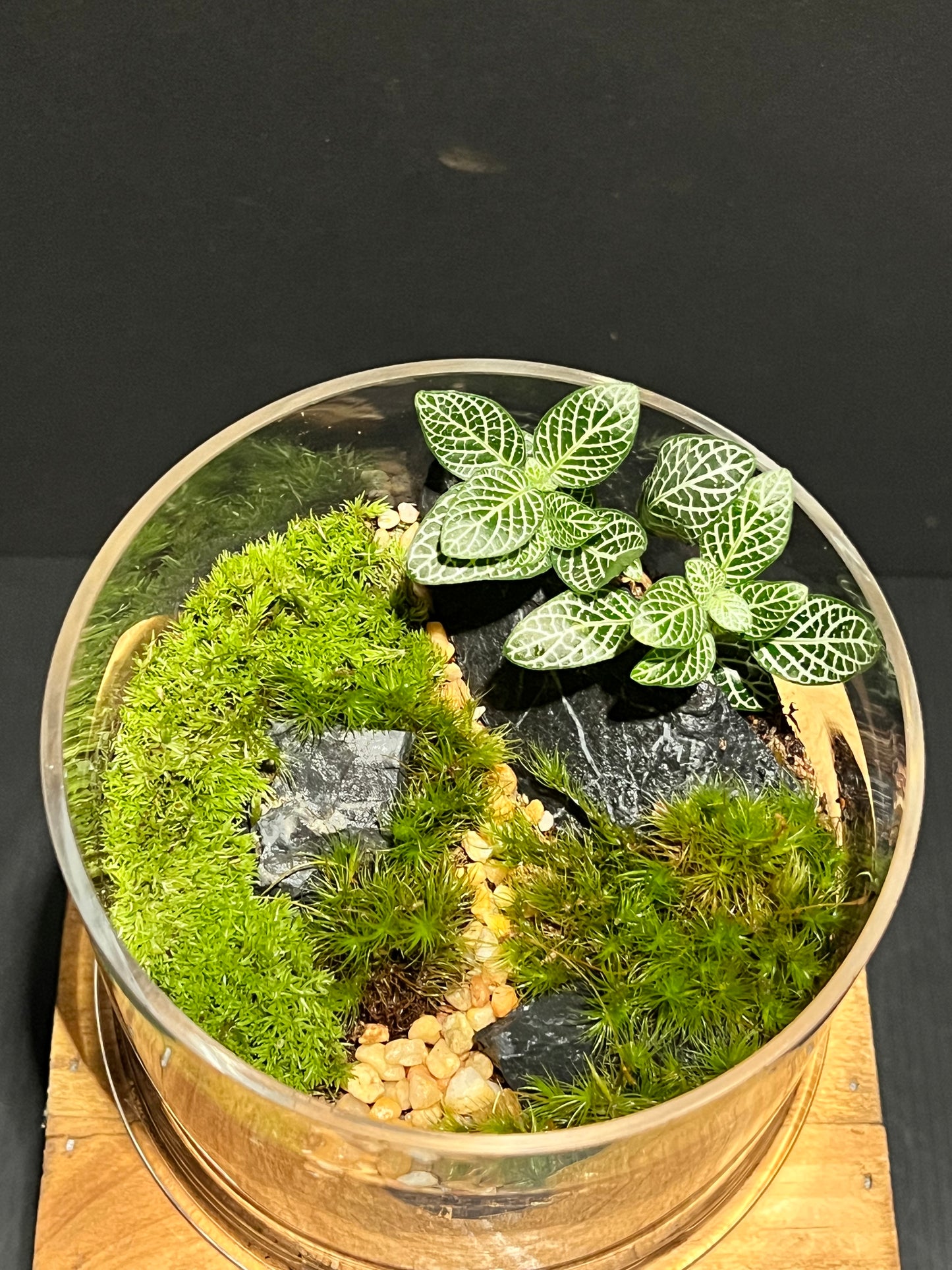 Terrarium #174