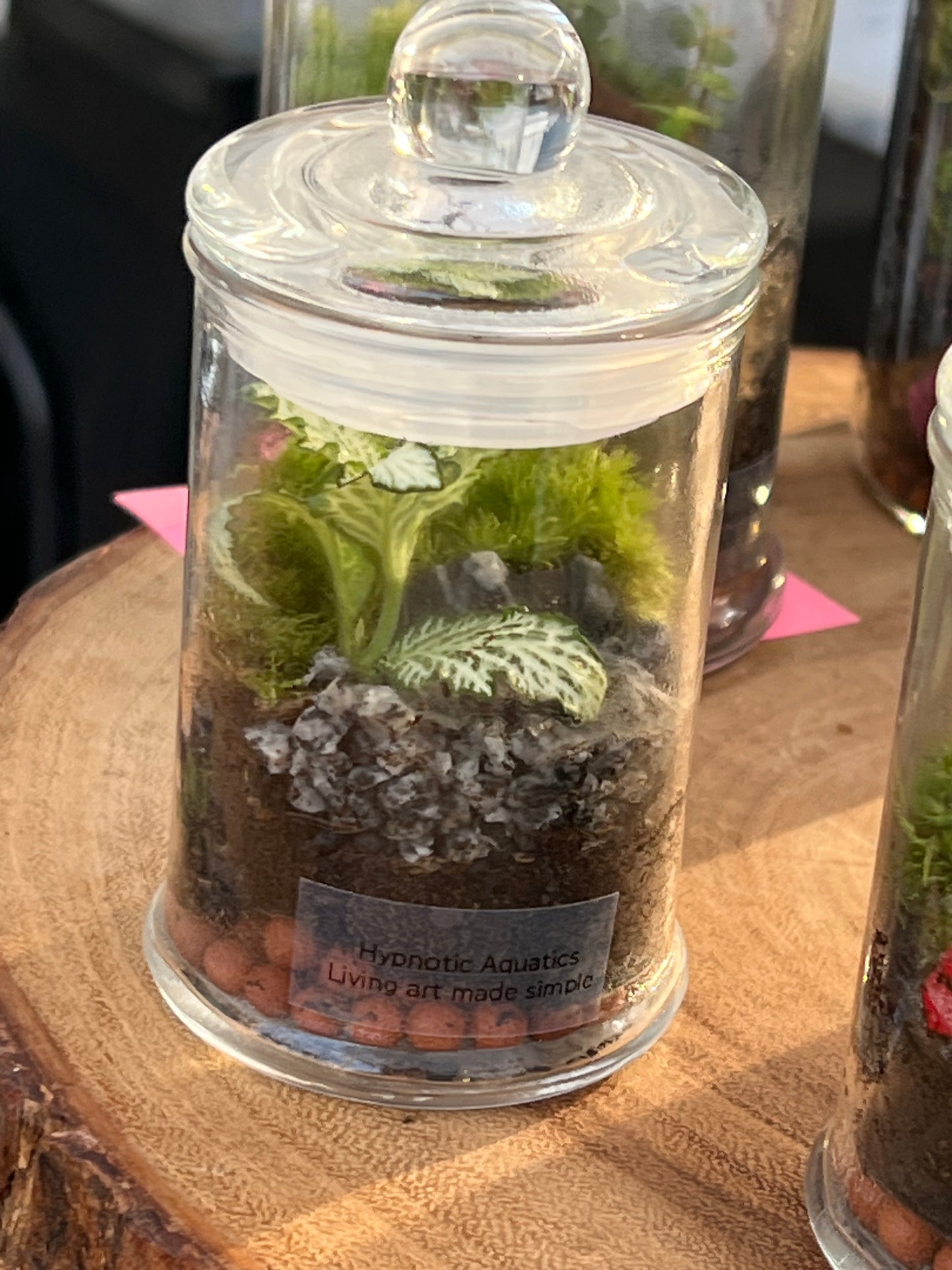 Terrarium 843