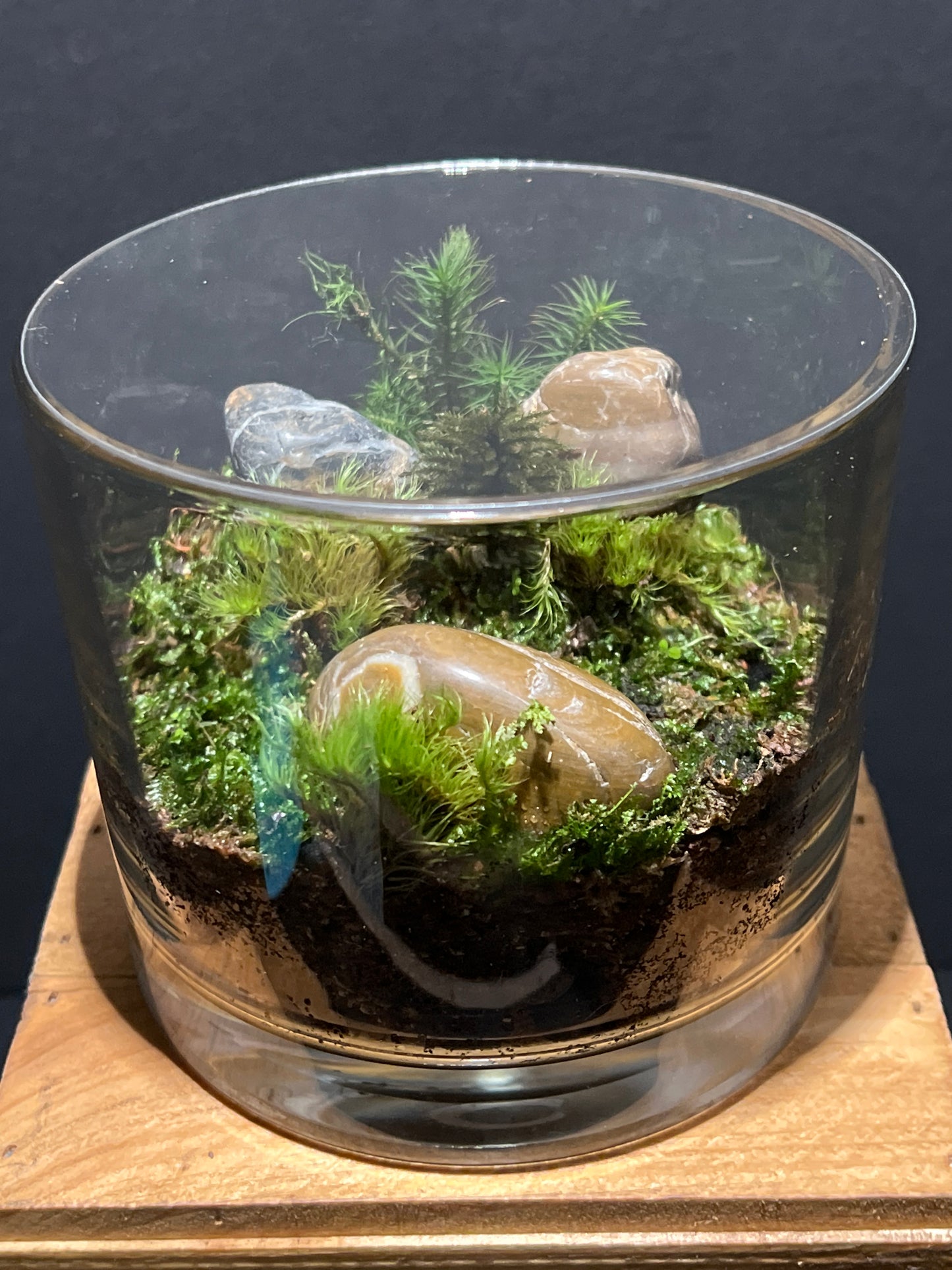 Terrarium #90