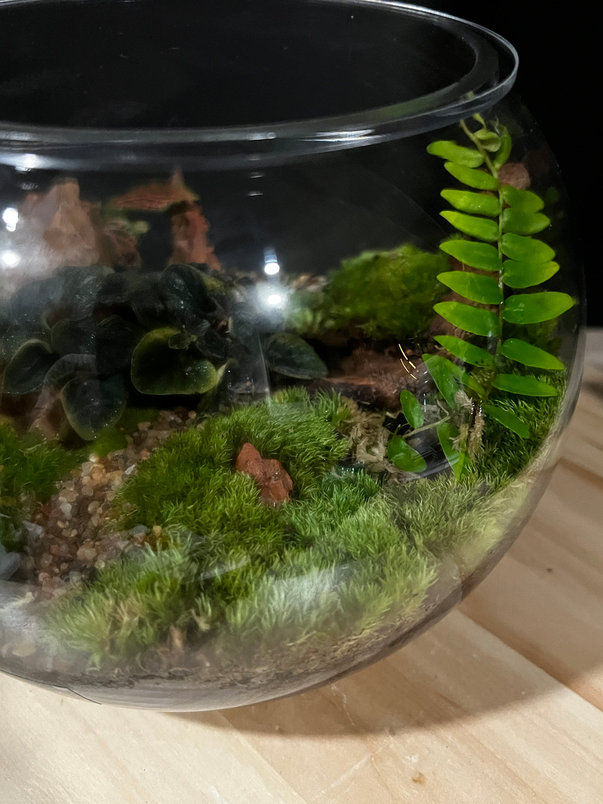 Terrarium 953