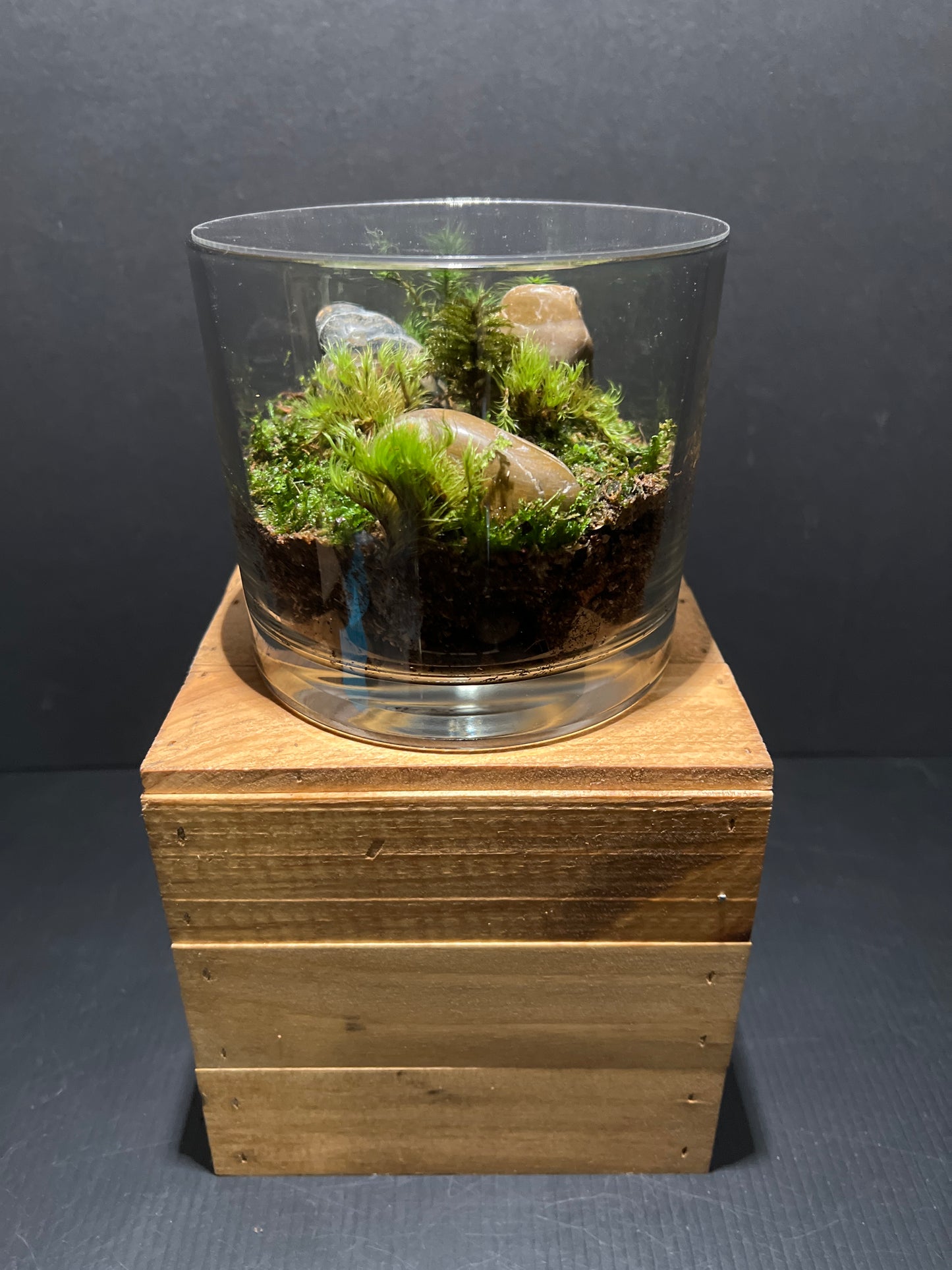 Terrarium #90