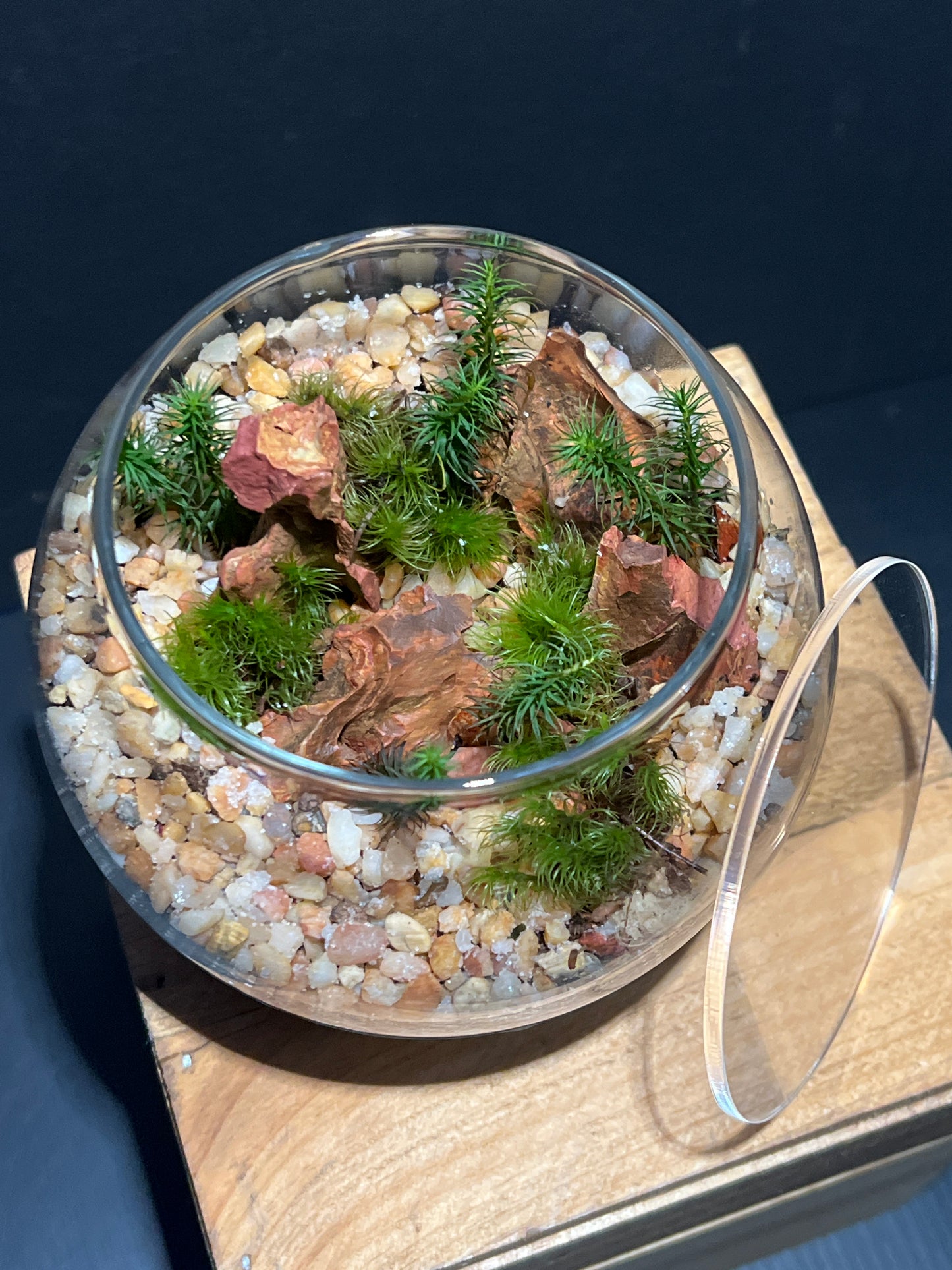 Terrarium #105