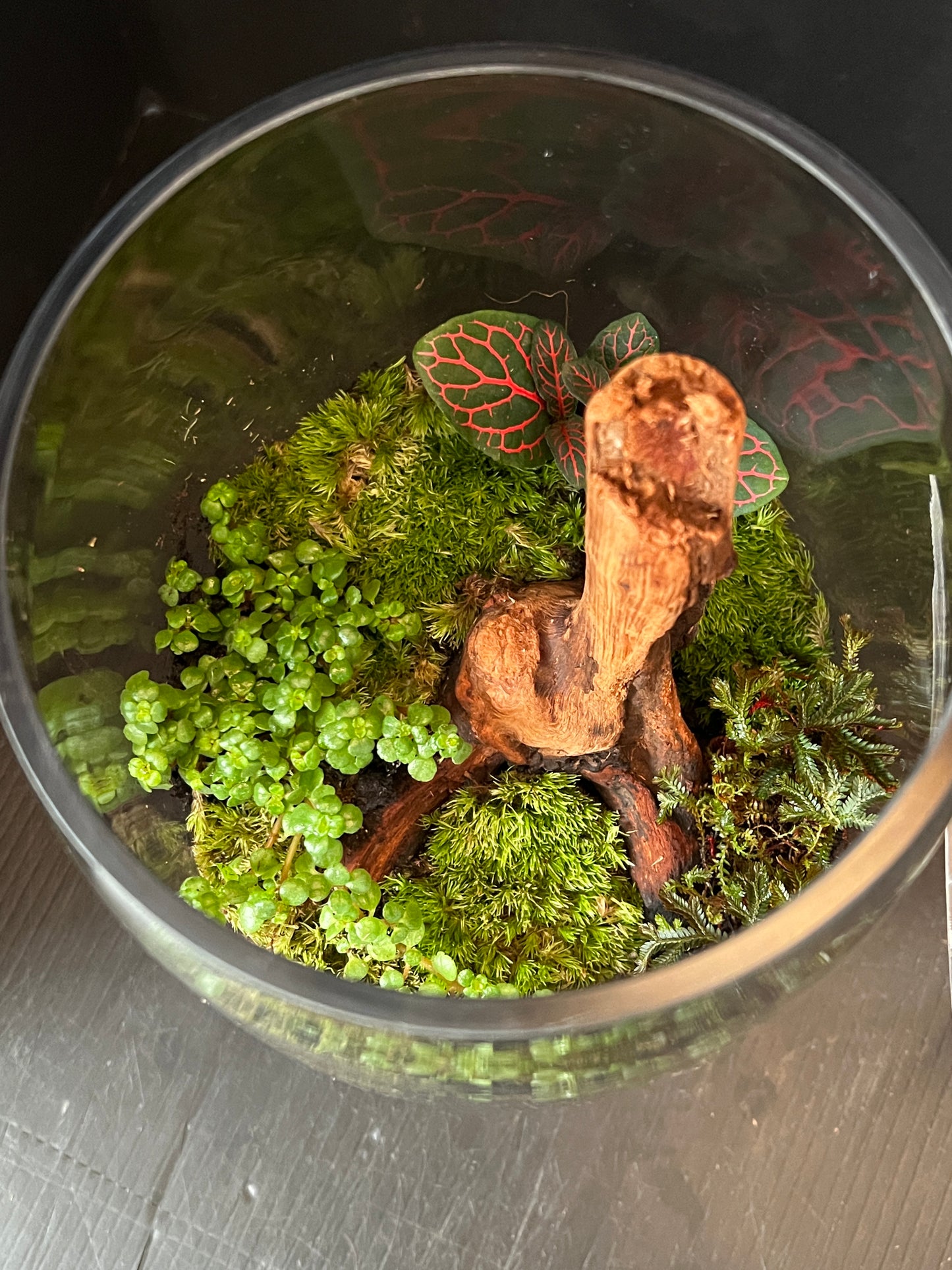 Terrarium 878