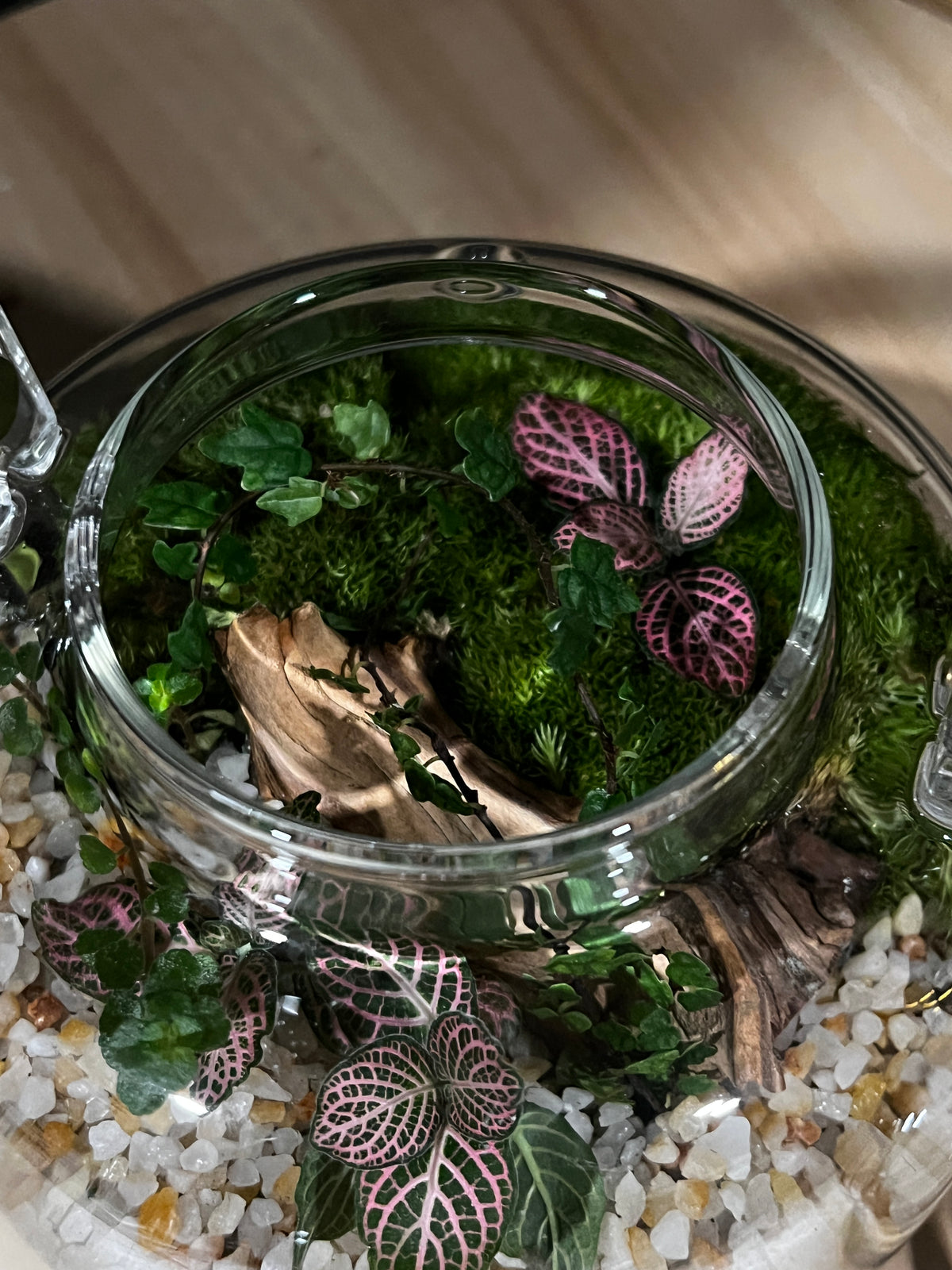 Terrarium 948