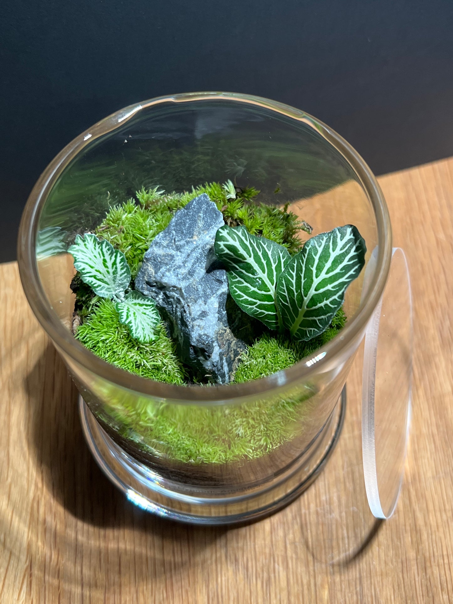 Terrarium 511