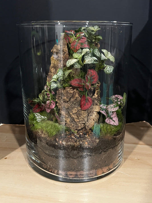 Terrarium 807