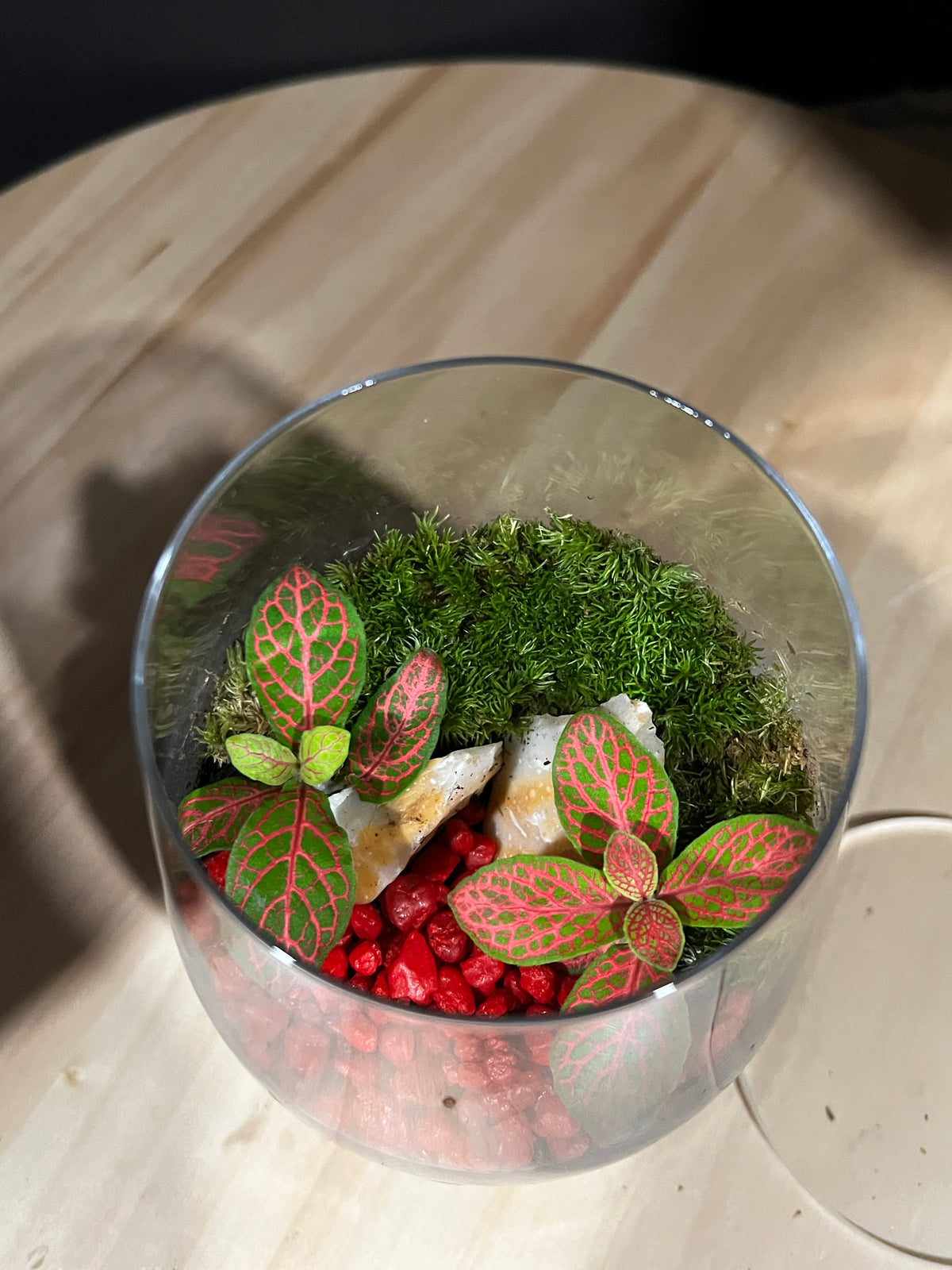 Terrarium 969