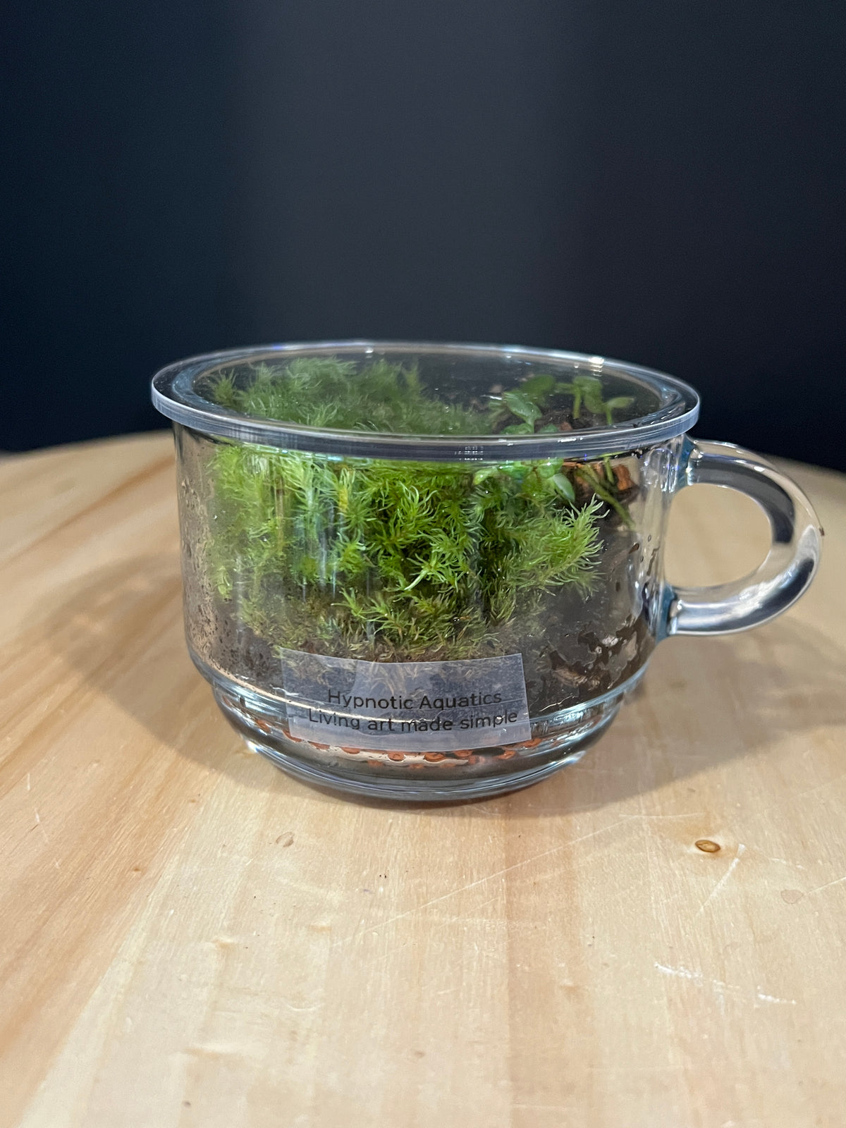 Terrarium 982