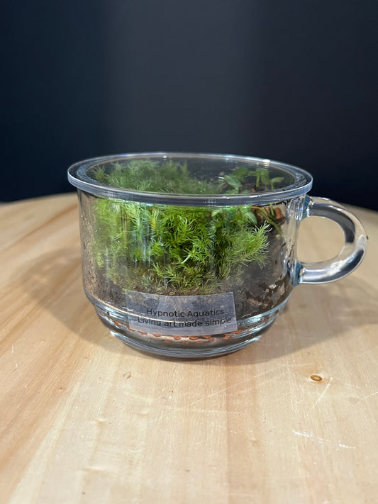 Terrarium 982