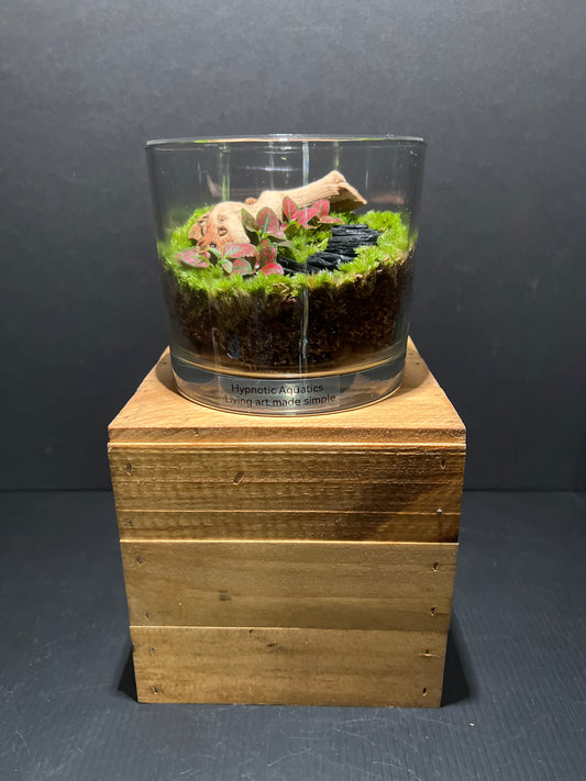 Terrarium #87