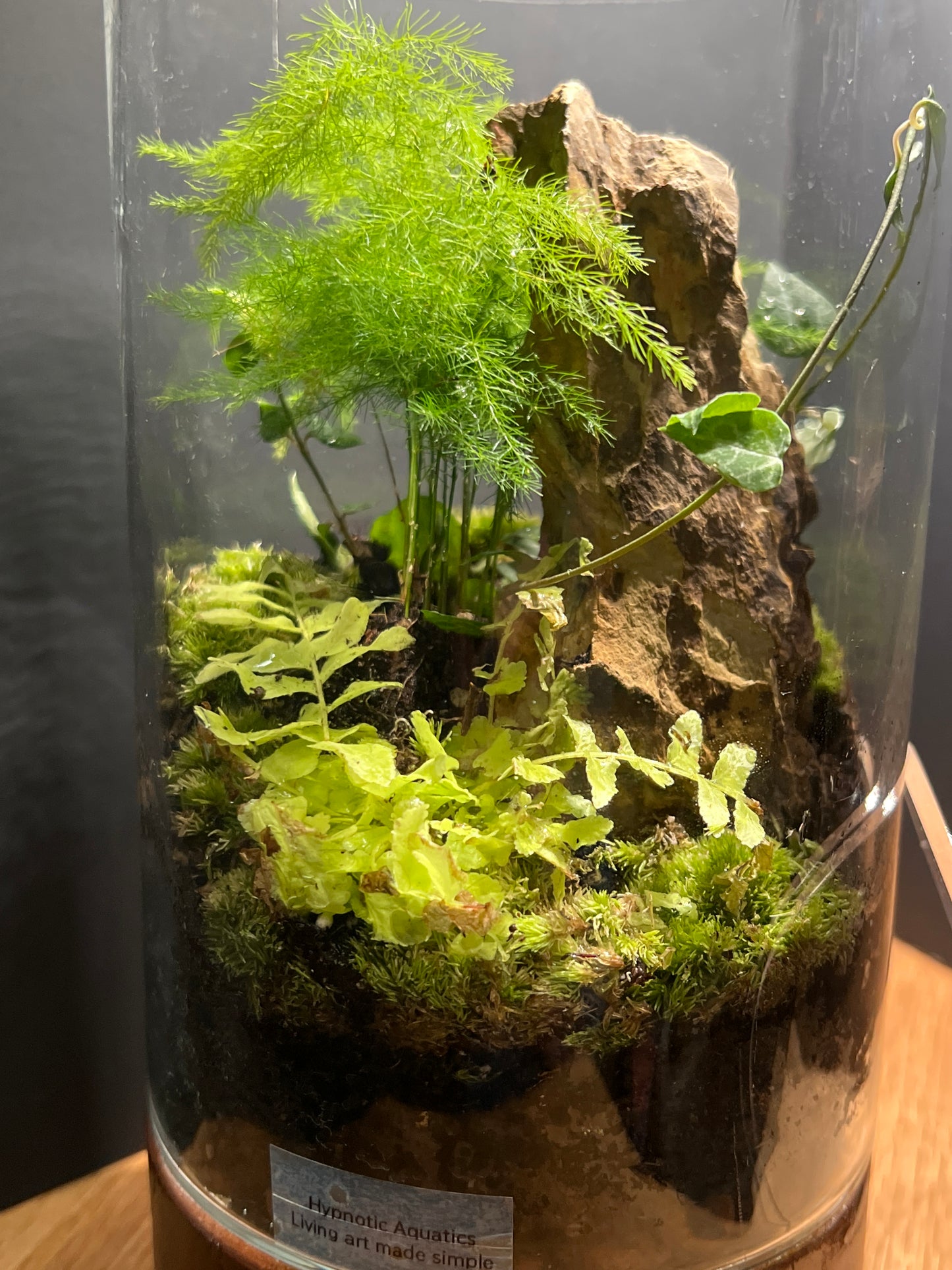 Terrarium 538