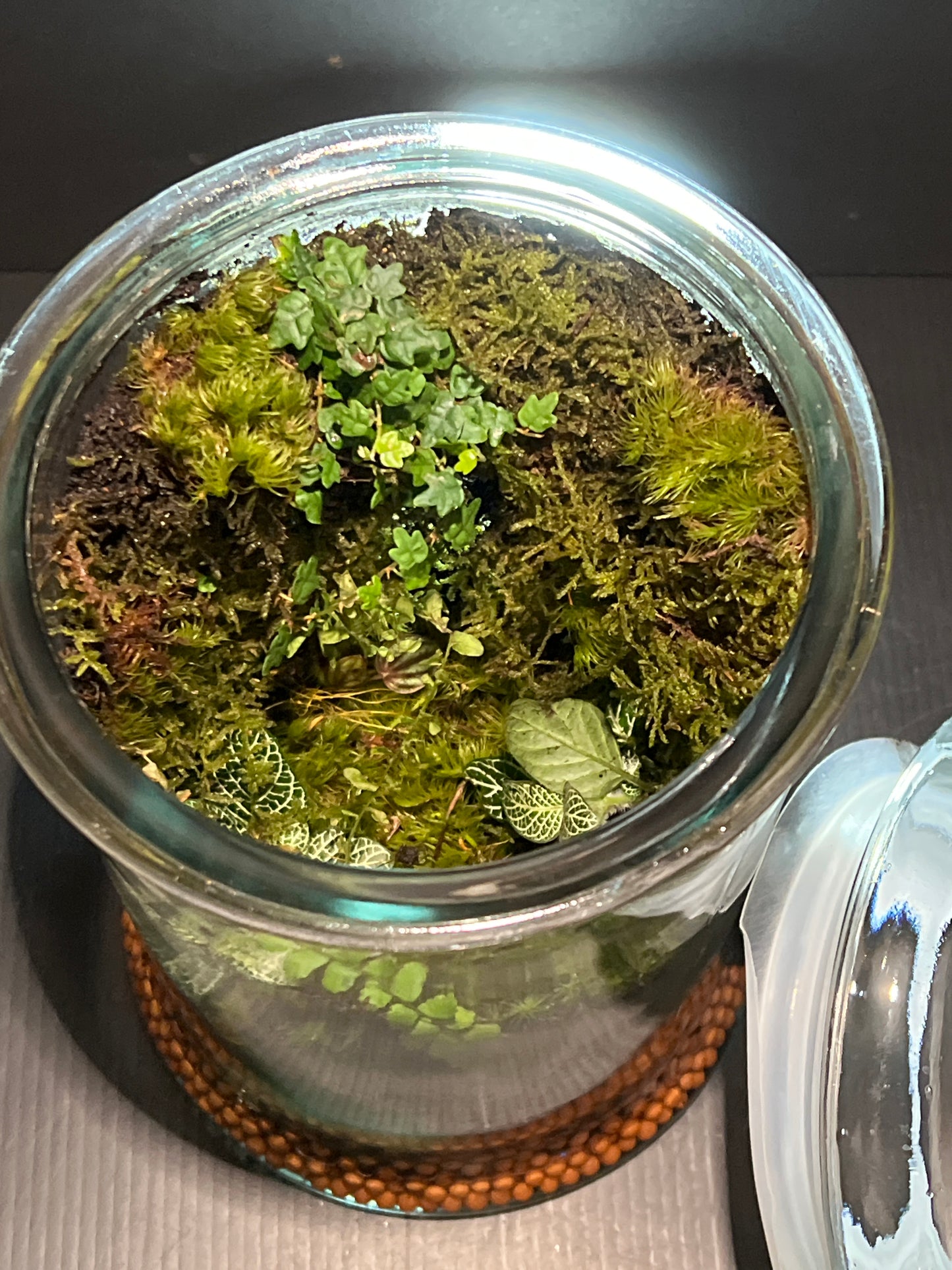 Terrarium #165