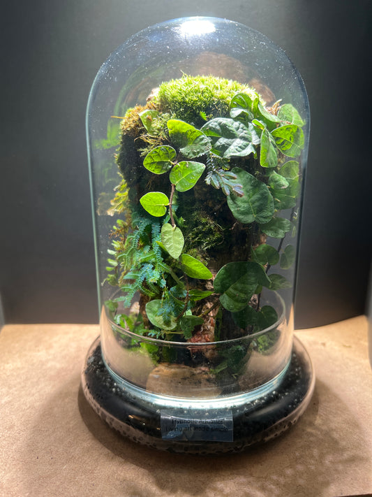 Terrarium 423