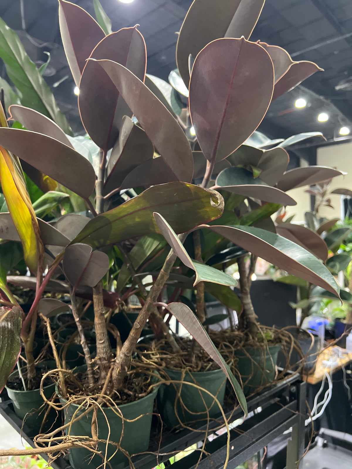 Live Plants: Small Focus Ruby Rubber