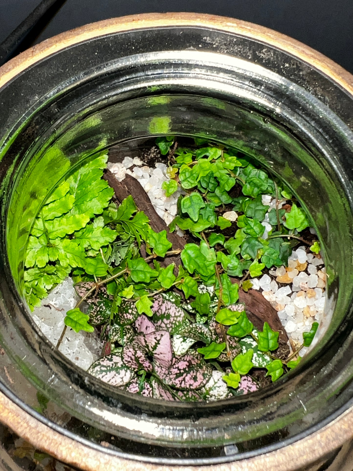 Terrarium 814
