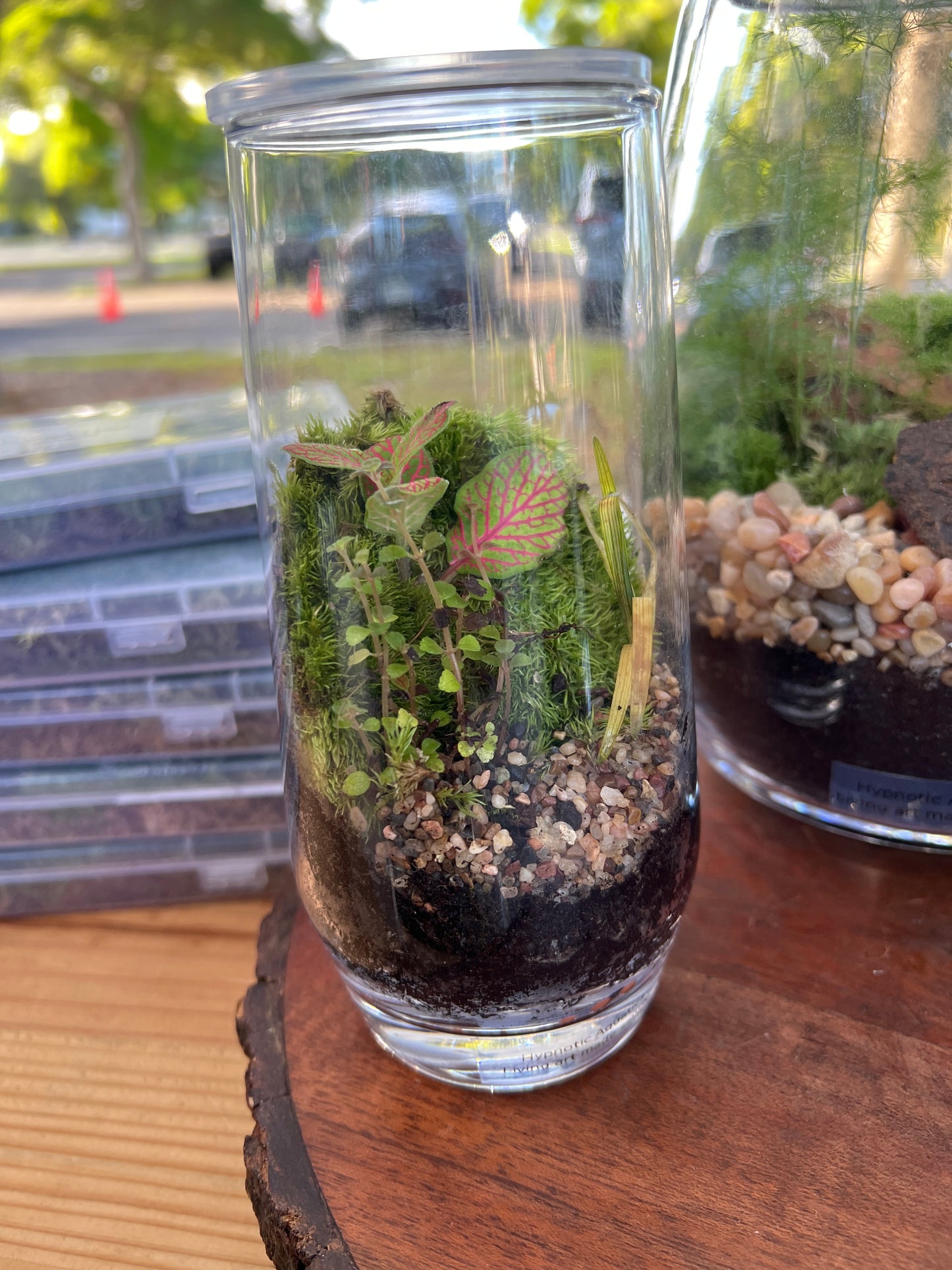 Terrarium 925