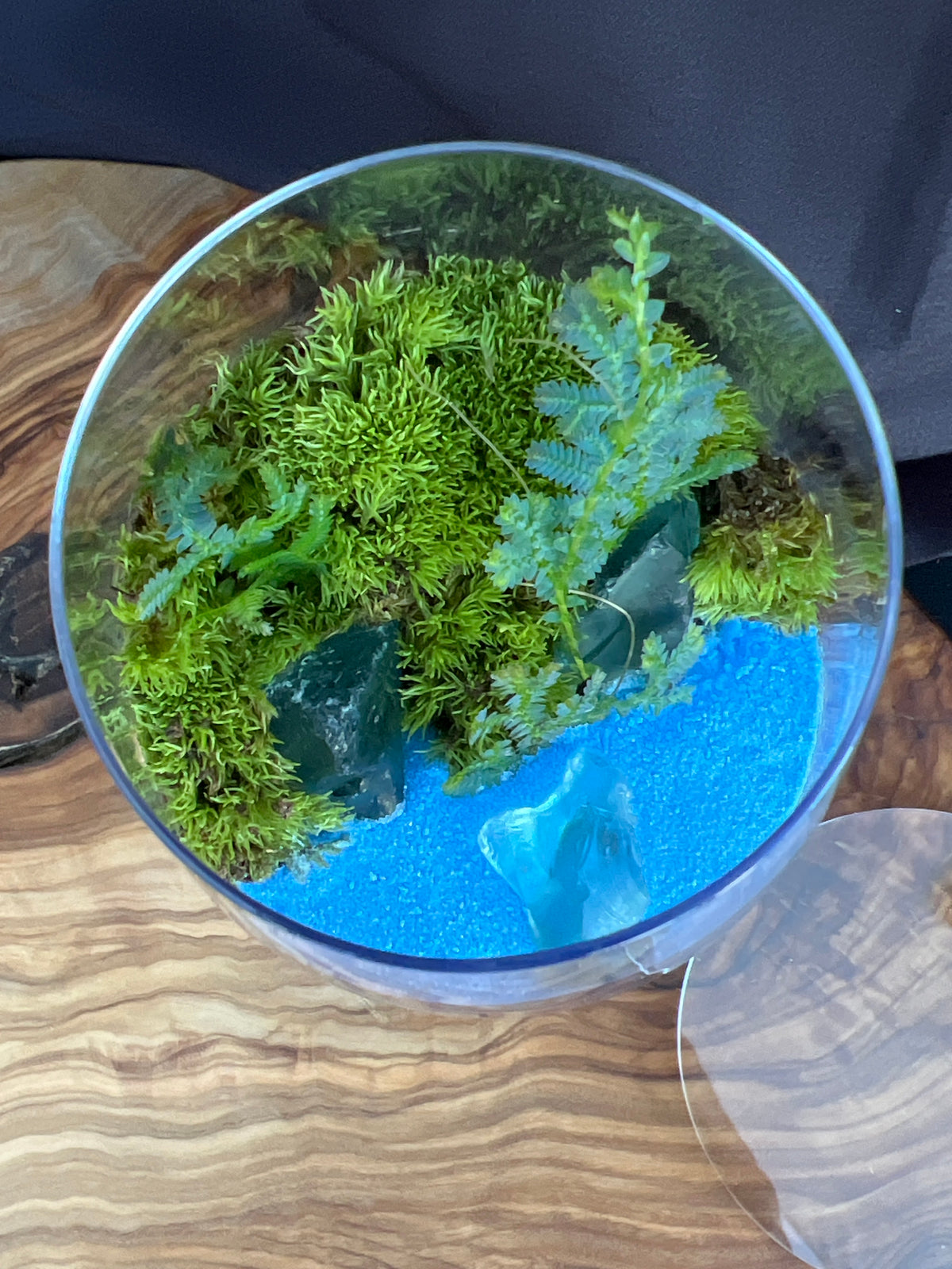 Terrarium 939