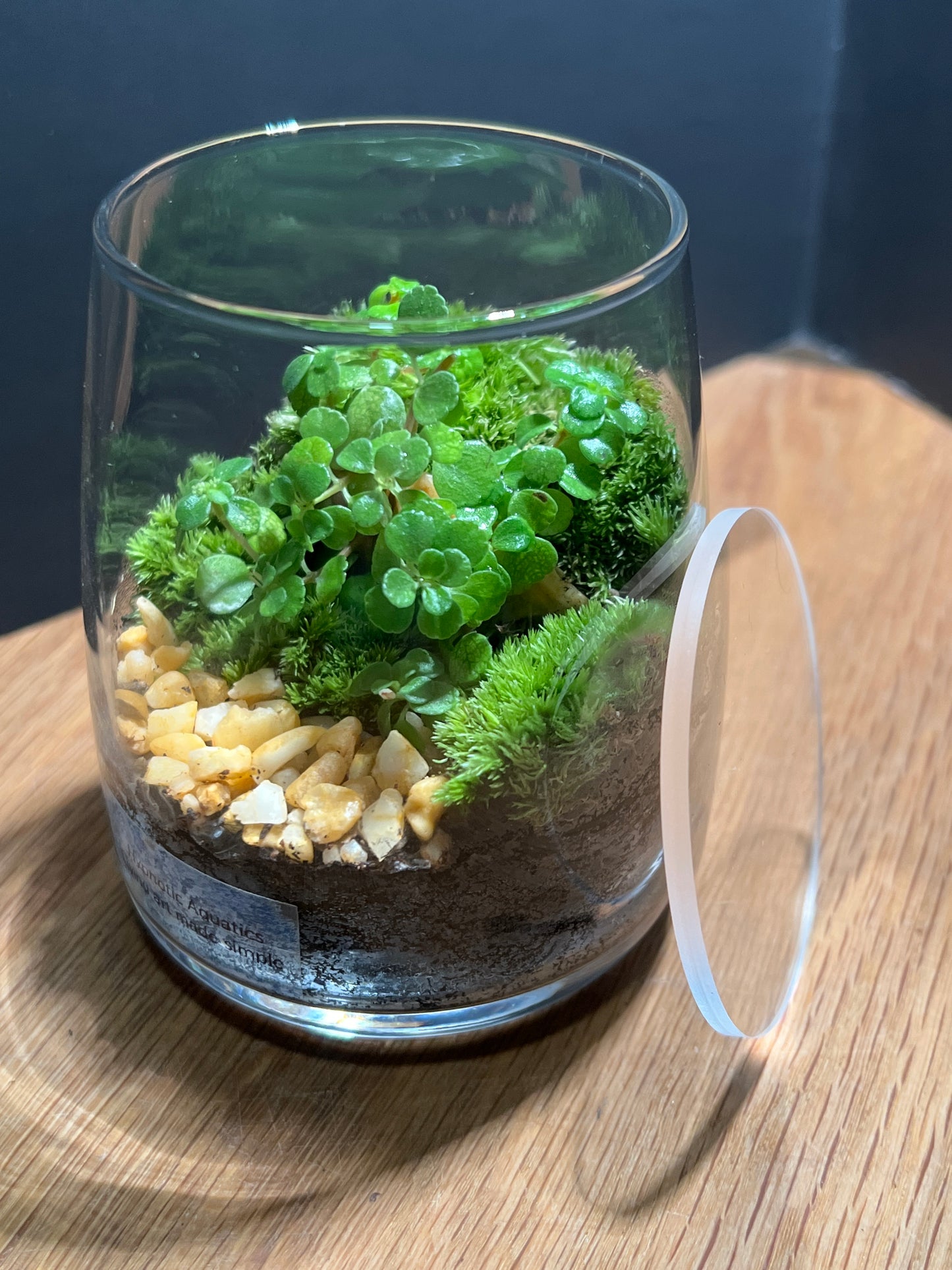 Terrarium 536