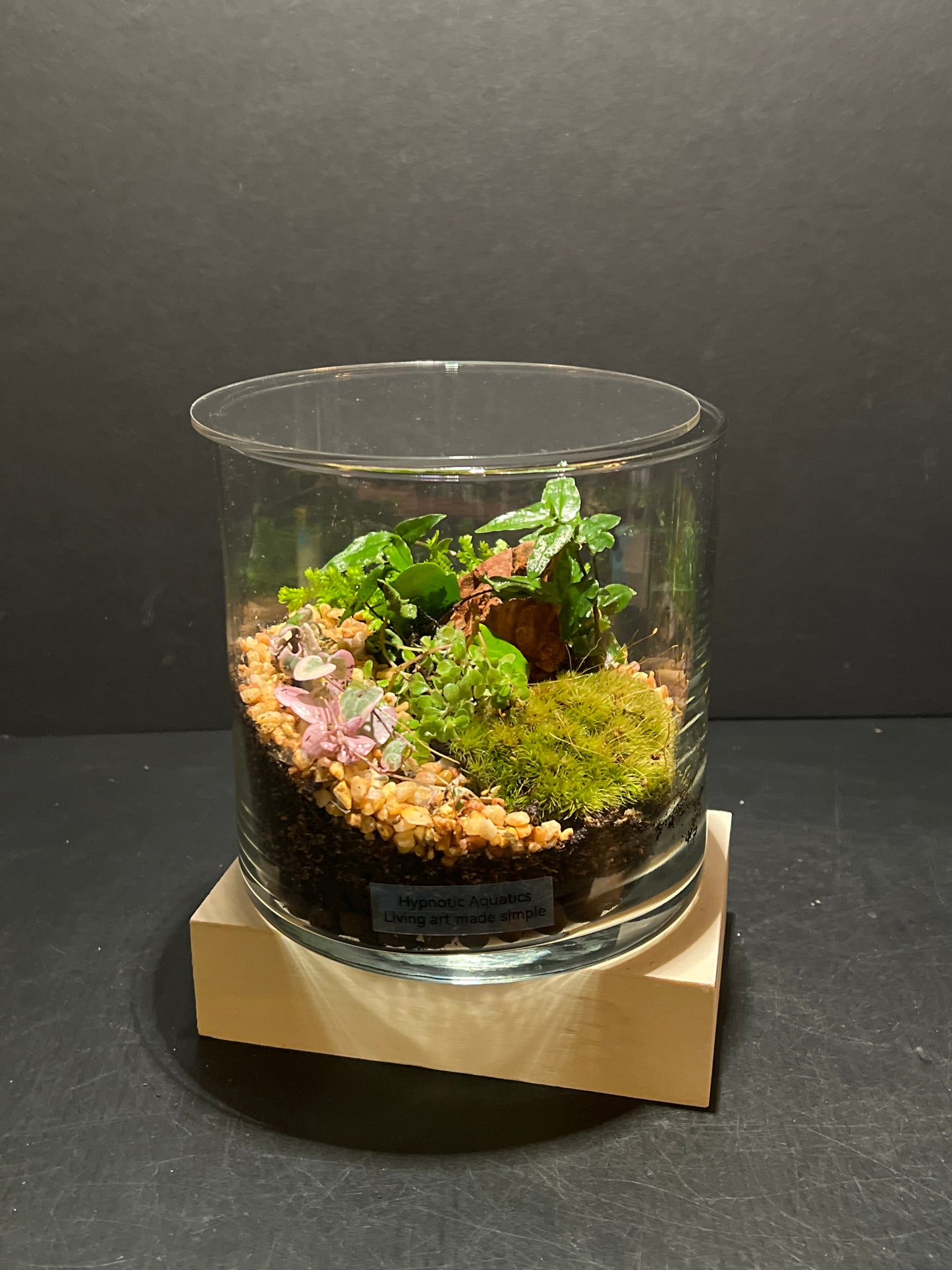 Terrarium 264