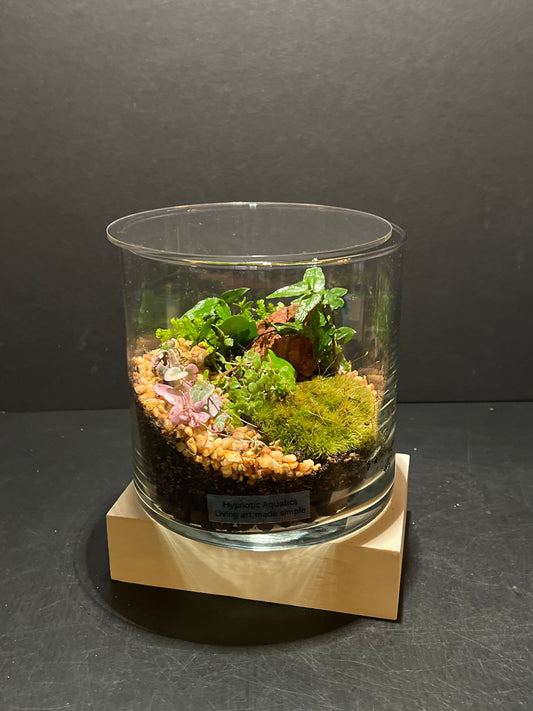 Terrarium 264