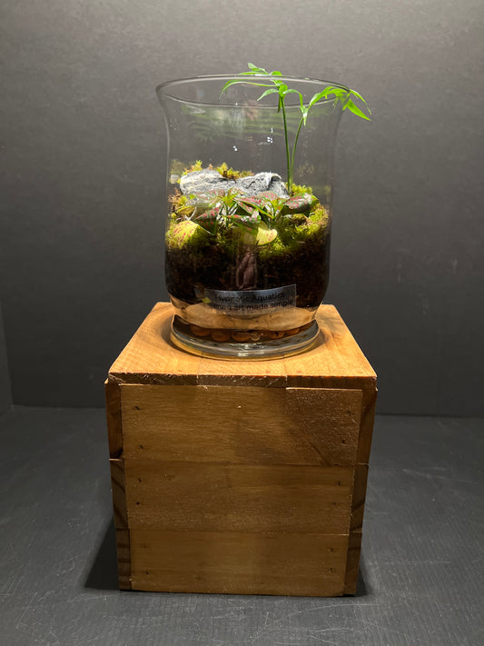 Terrarium #85