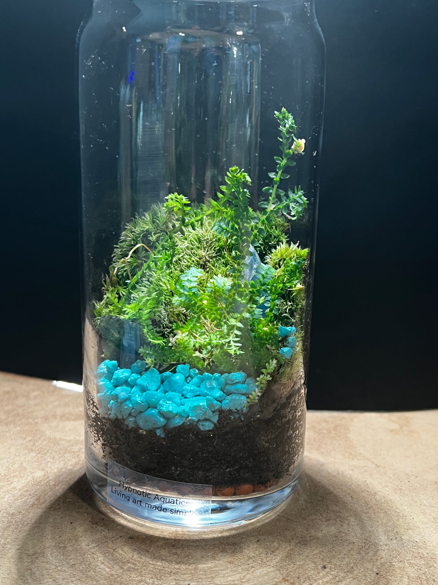 Terrarium 851