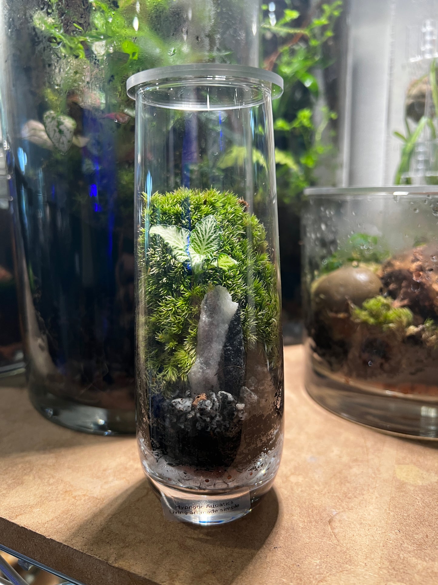 Terrarium 835